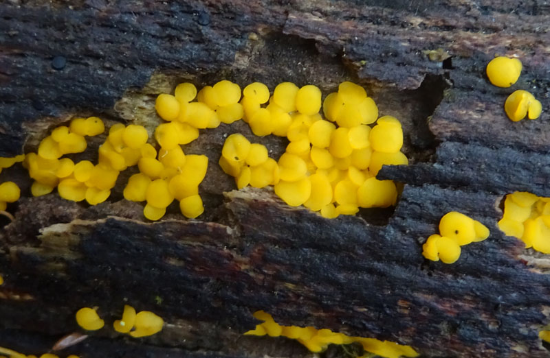 Cfr. Bisporella citrina